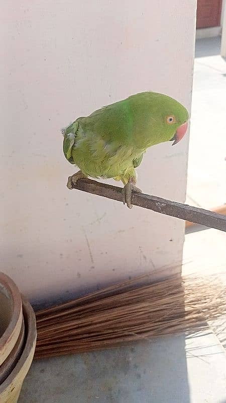 Ringneck female face to face talking 2