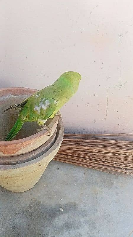 Ringneck female face to face talking 3