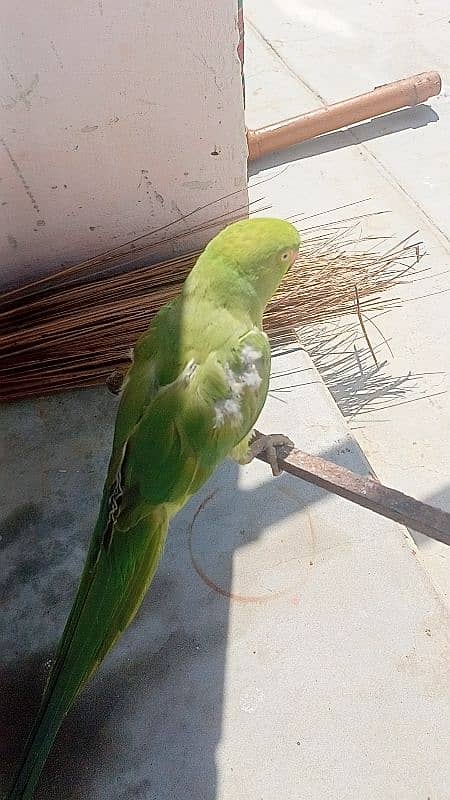 Ringneck female face to face talking 6