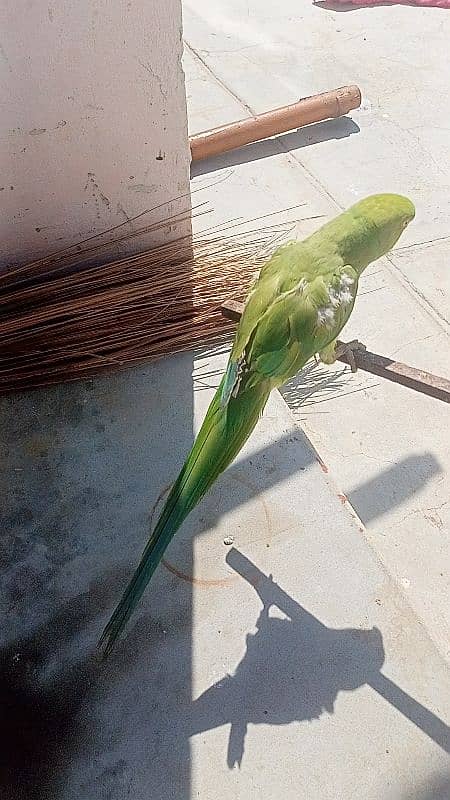 Ringneck female face to face talking 7