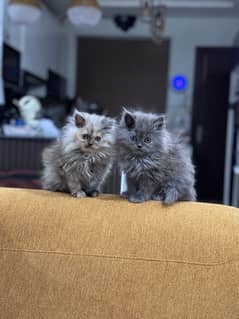 Triple-Coated Persian Cat Pair for Sale – Loving Home Needed