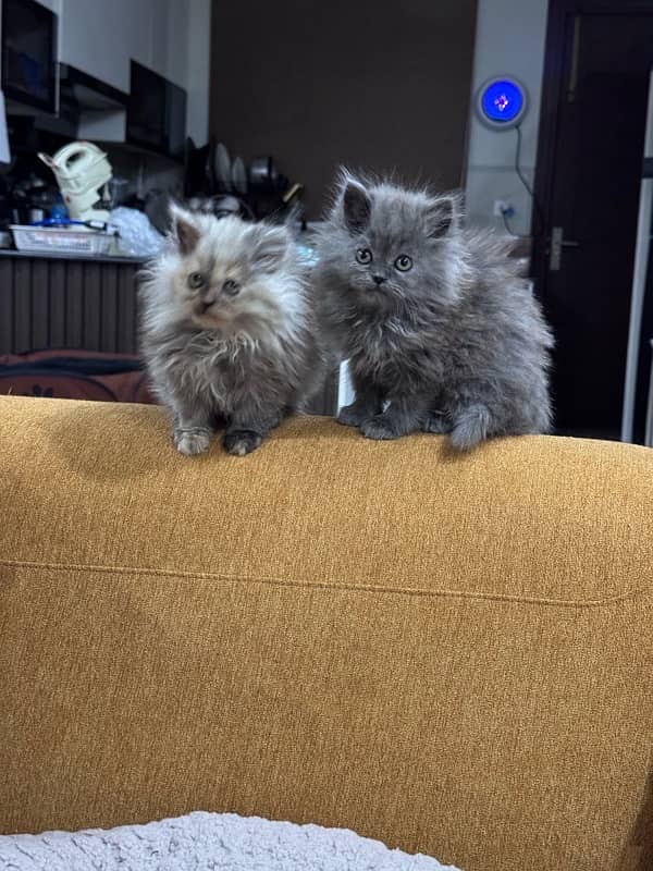 Triple-Coated Persian Cat Pair for Sale – Loving Home Needed 1