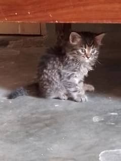 persian kitten 1 month old for sale