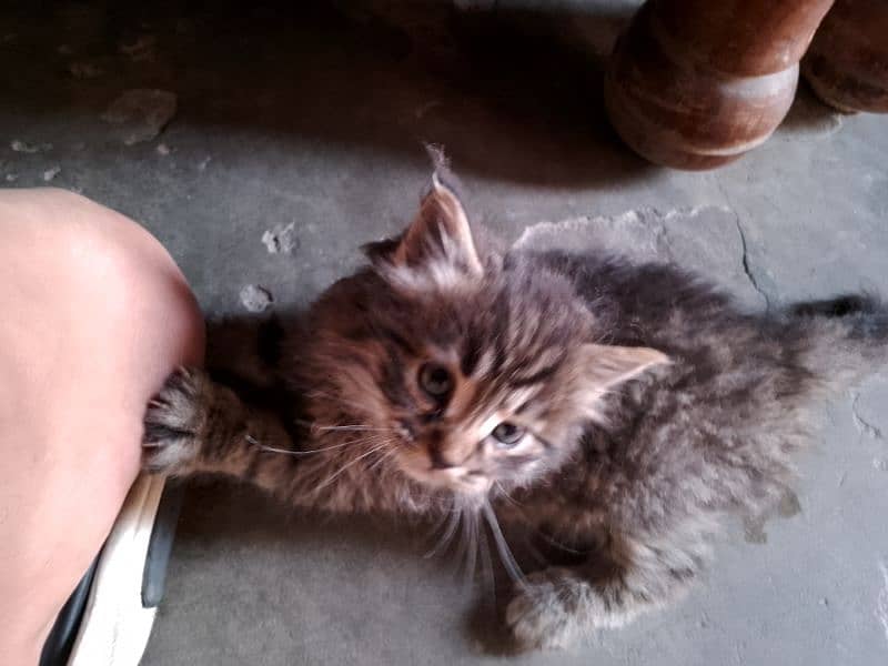 persian tripel coat kitten 1 month old for sale 3