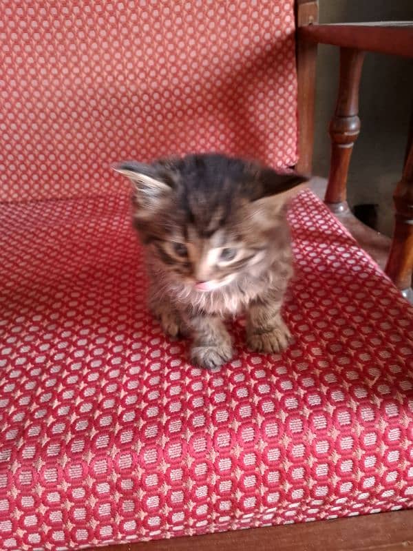 persian tripel coat kitten 1 month old for sale 5