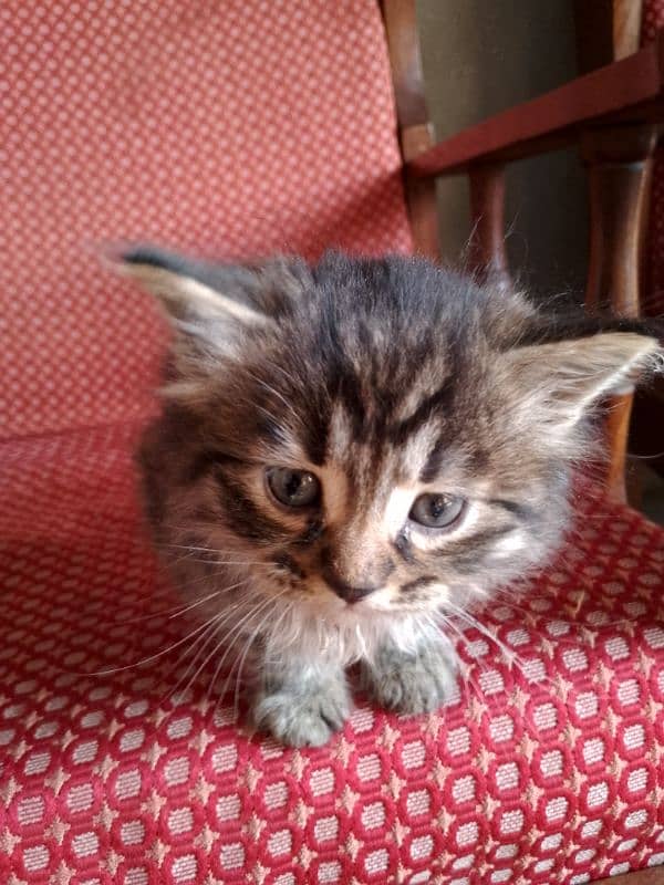 persian tripel coat kitten 1 month old for sale 6