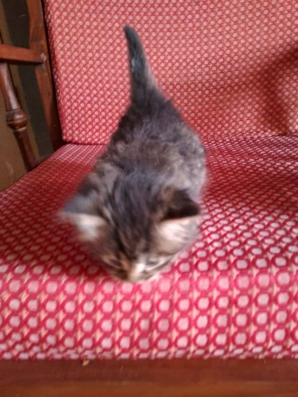 persian tripel coat kitten 1 month old for sale 7