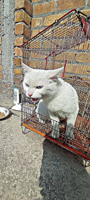 premium quality white cat with blue eyes 1