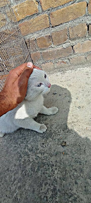 premium quality white cat with blue eyes 2