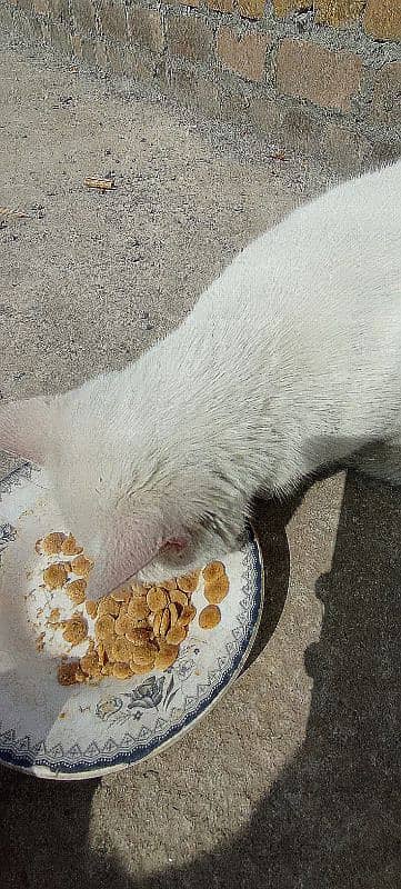 premium quality white cat with blue eyes 3