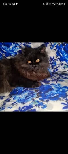 black Persian cat