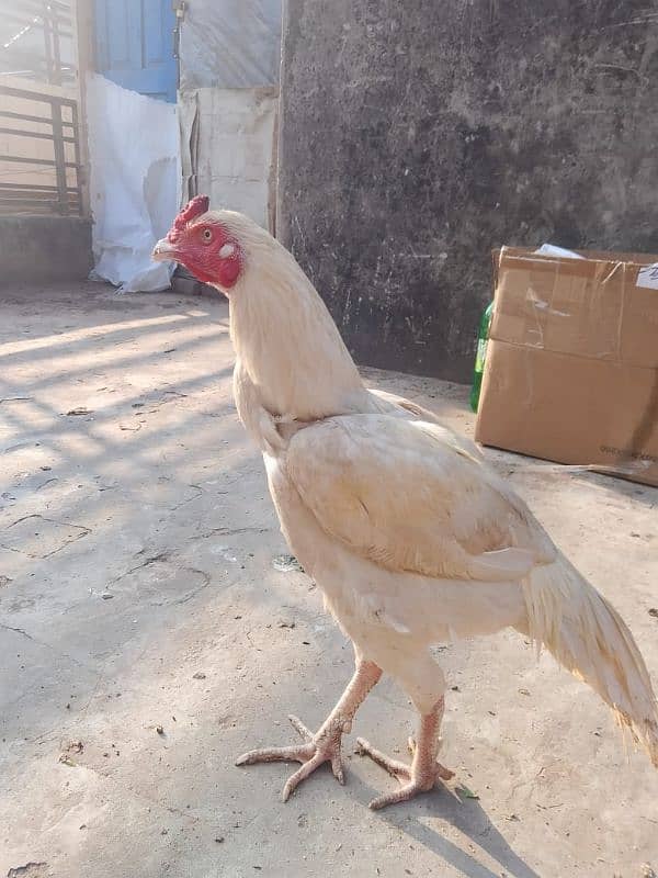 aseel for sale 03144091820 5