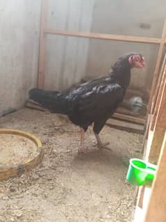 Beautiful Aseel hens for sale