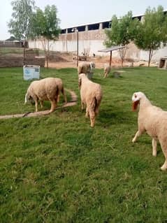 Sheeps for EID 2025