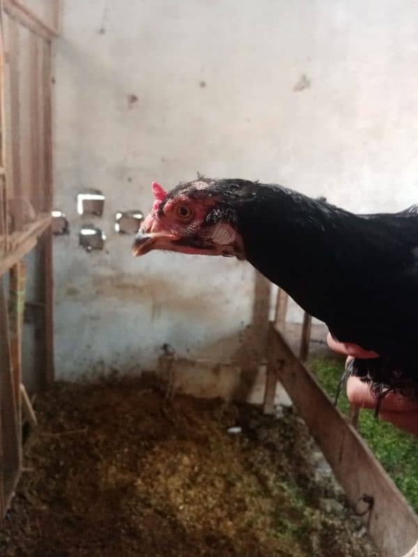 Beautiful Aseel hens for sale 4