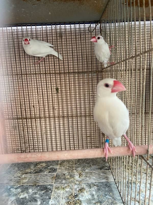 Java & lovebirds breeder pair 0