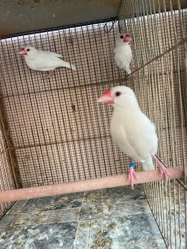 Java & lovebirds breeder pair 1