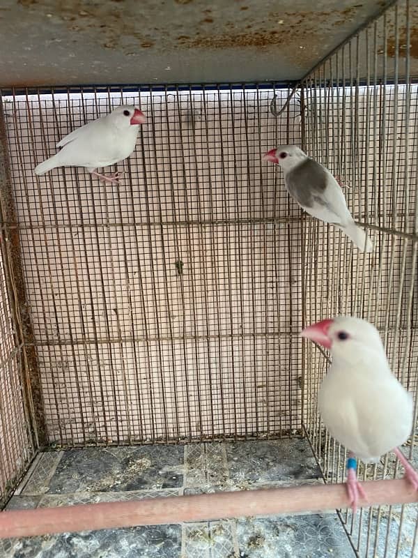 Java & lovebirds breeder pair 2