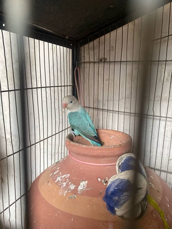 Java & lovebirds breeder pair 3