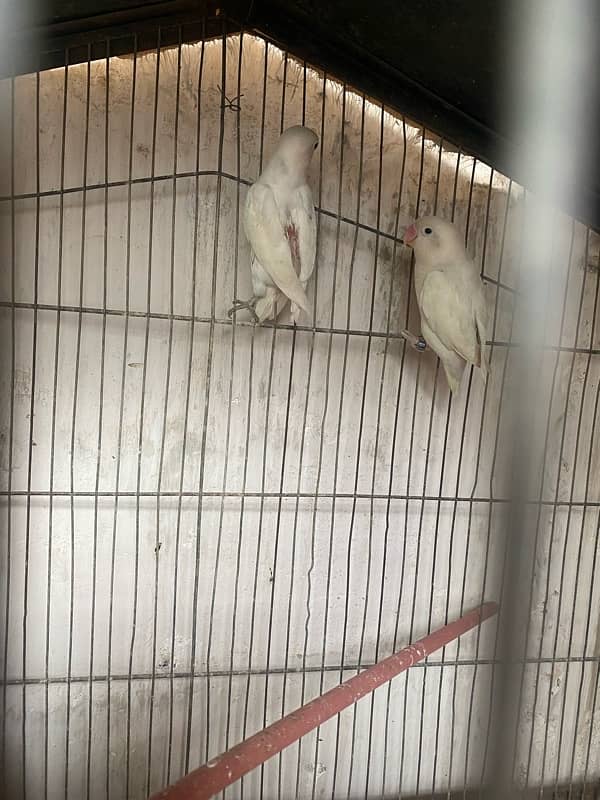 Java & lovebirds breeder pair 4