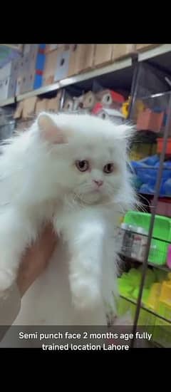 fully trained persian| semi punch doll face kittens available