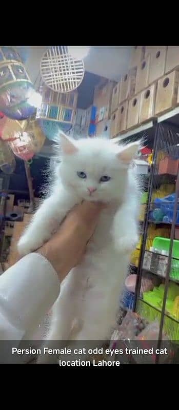 fully trained persian| semi punch doll face kittens available 1