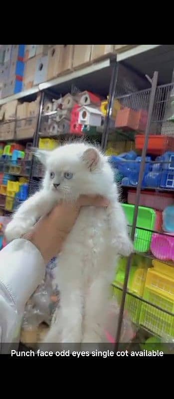 fully trained persian| semi punch doll face kittens available 2