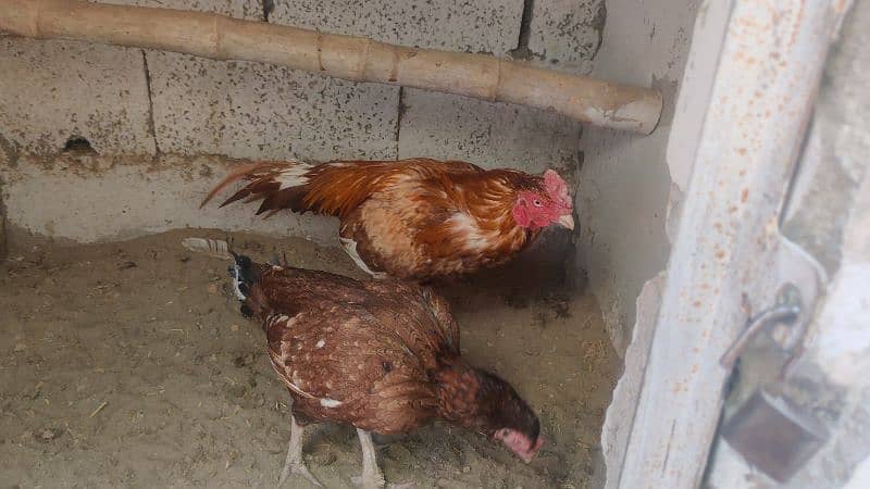 amroha or lassni heera or lakhy eggs or chicks available 9