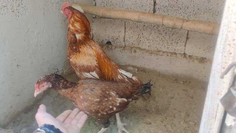 amroha or lassni heera or lakhy eggs or chicks available 10