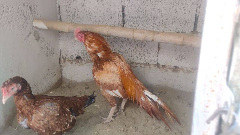 amroha or lassni heera or lakhy eggs or chicks available 11