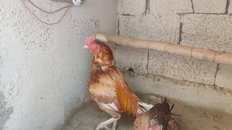 amroha or lassni heera or lakhy eggs or chicks available 12