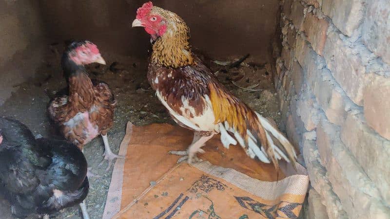 amroha or lassni heera or lakhy eggs or chicks available 13