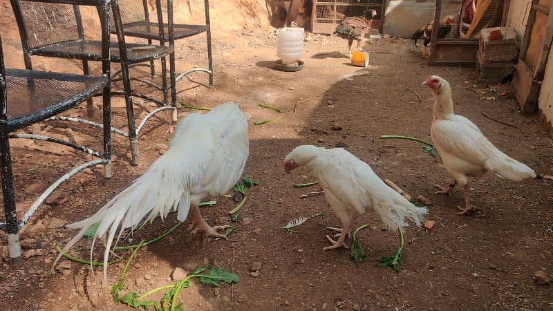 amroha or lassni heera or lakhy eggs or chicks available 14