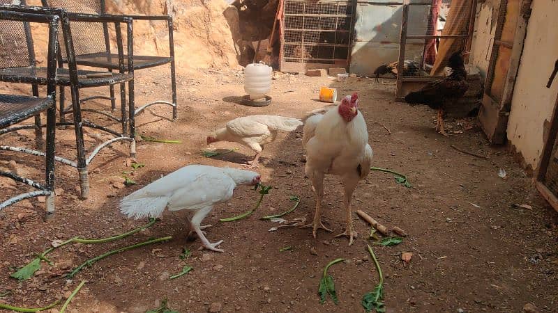 amroha or lassni heera or lakhy eggs or chicks available 15