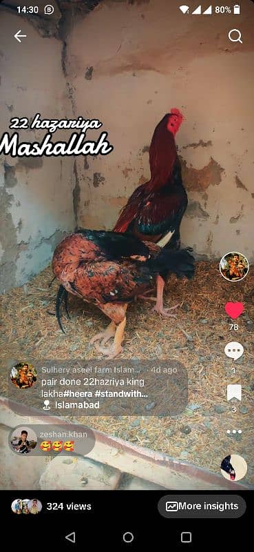 amroha or lassni heera or lakhy eggs or chicks available 16