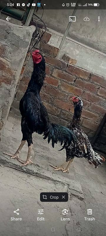 Shamo Breader pair for sale 4