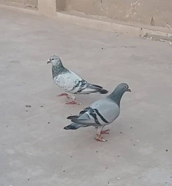 Qasid Pair 0