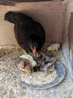 Aseel hen and 6 chicks for the sale