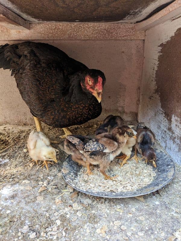 Aseel hen and 6 chicks for the sale 3