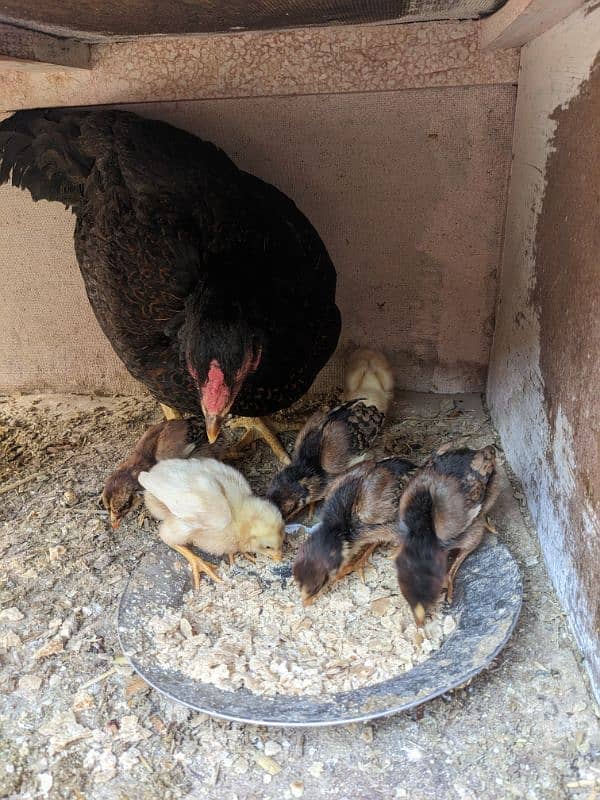 Aseel hen and 6 chicks for the sale 4