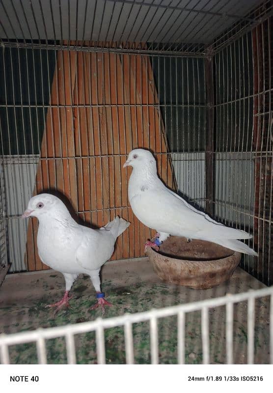 patti waly breeder pair kabutar 2