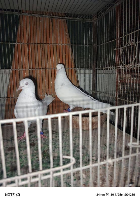 patti waly breeder pair kabutar 3