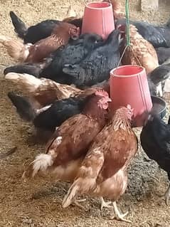 lohman hens for sale