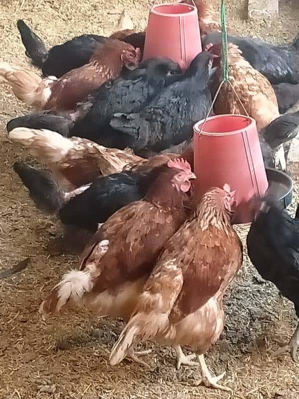 lohman hens for sale 0