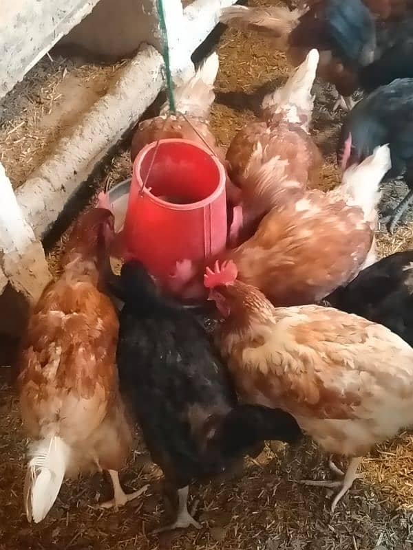 lohman hens for sale 1