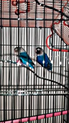 BLUE FISHER LOVE BIRD PAIR WITH CAGE