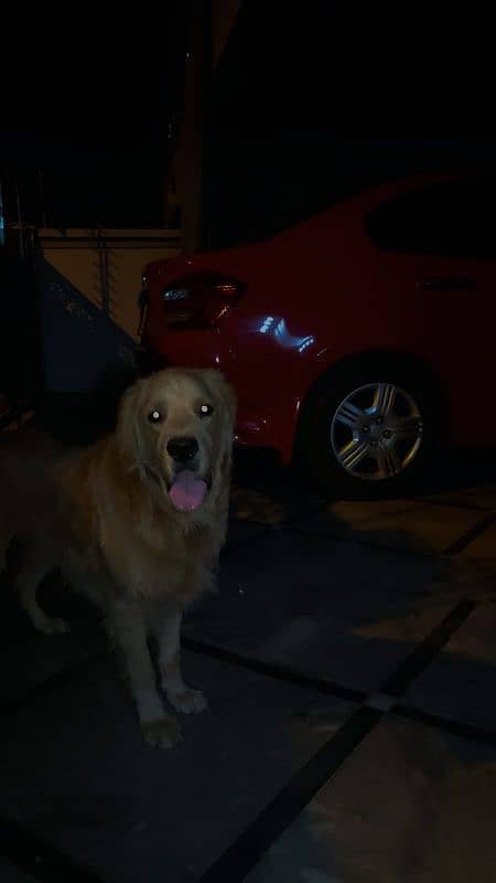 pure pedigree 1.5 year old microchipped with papers golden retriever 1