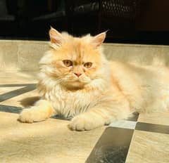 Male Persian Triple Coat ready for Female Crossing