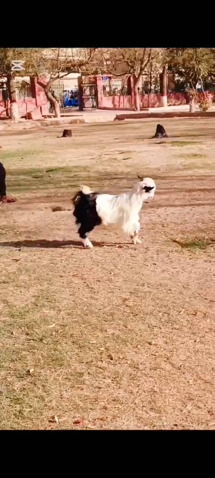 Hairy fancy goat 3