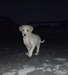 Labrador female puppy in fawn color